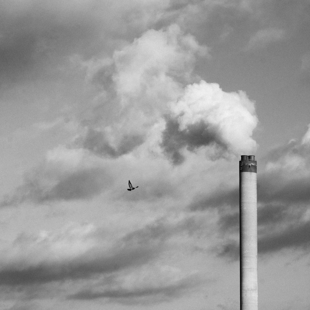 1. La Fumée fait vivre les pigeons